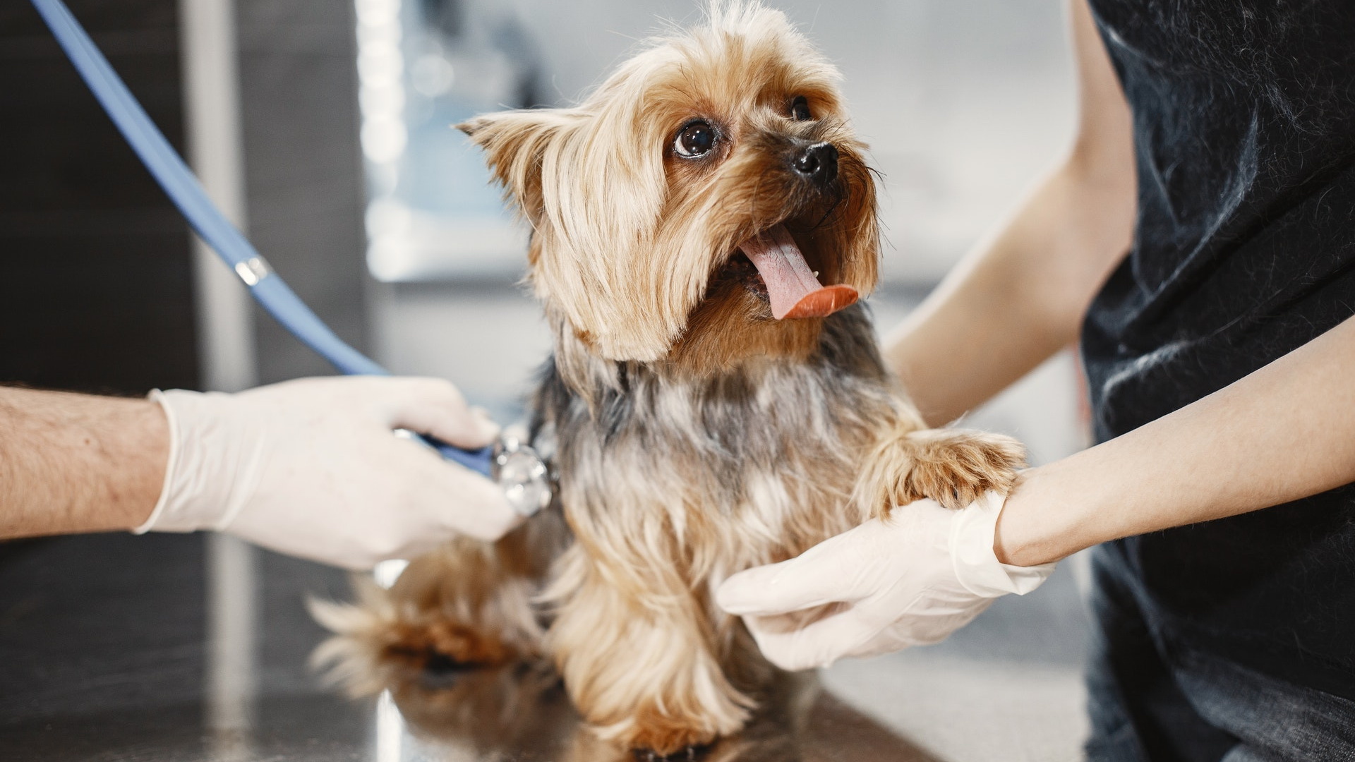 Cats and dogs are being seized for experiments in Belarus. Who uses animals for experiments, and