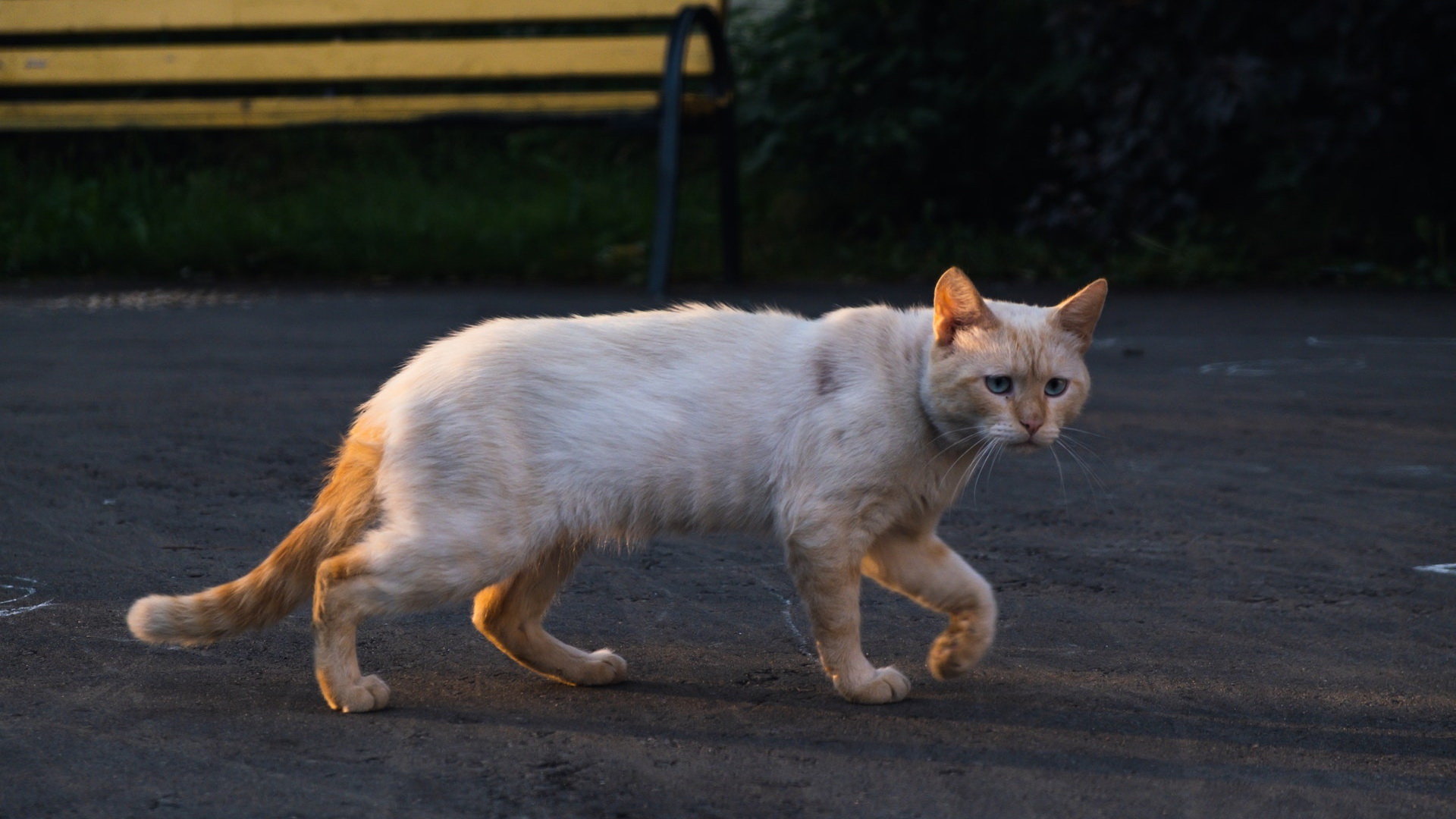 Where do stray dogs and cats come from on Belarusian streets? OUR HOUSE